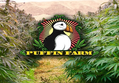 Puffin Farm Brand Logo