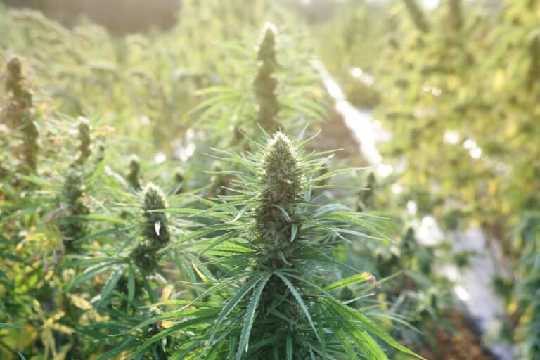 Growing Outdoor Cannabis