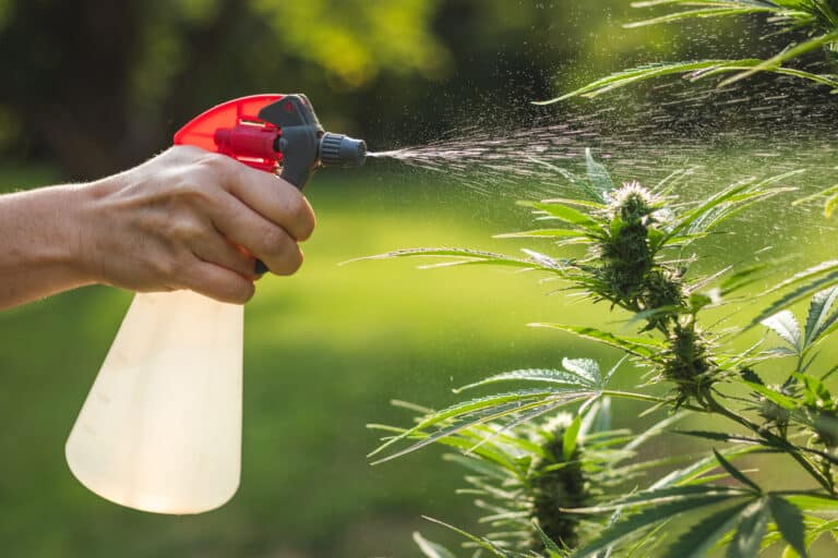 Spraying Pesticides on Cannabis Plant